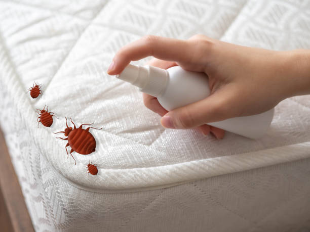 Best Bed Bug Extermination  in Eagle Point, OR